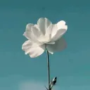منوعات