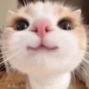 / ميمز