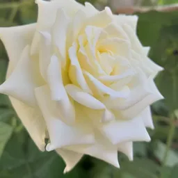 شعار صوتيات