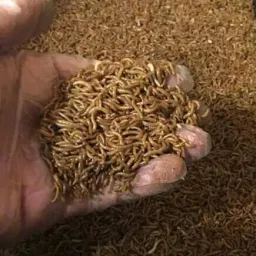 Logo الميل ورم بروتين حيواني
