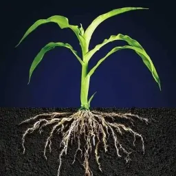 شعار Horticultureالبستنة