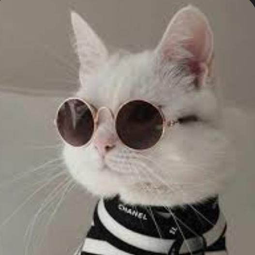 عَالم القِطط