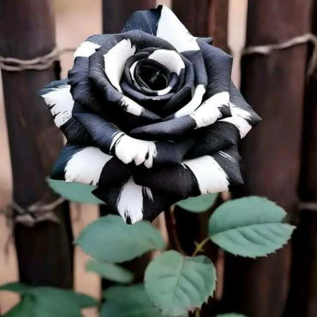 آقُتٌبًآسِآتٌ وٌعٌبًآرآتٌ عٌنِ آلَحًيَآةّ وٌقُسِوٌتٌهّآ✨