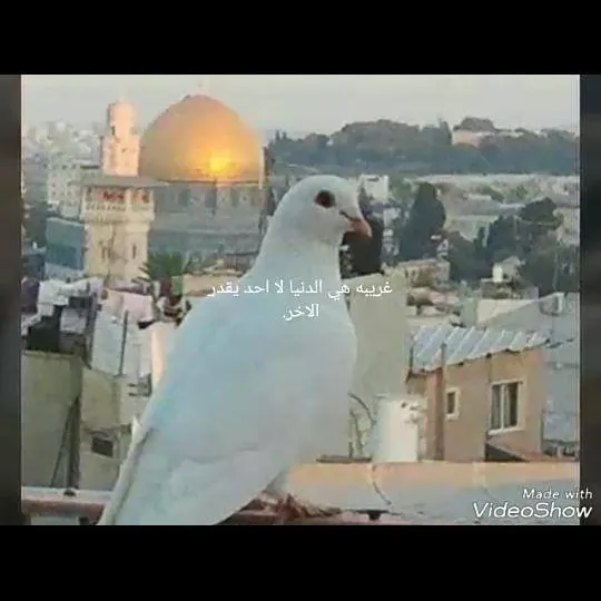 اسطنبول خدمات سلطان بيلي - مجموعة واتساب