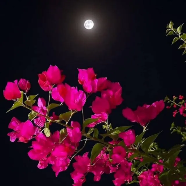 حكمه عظيمه